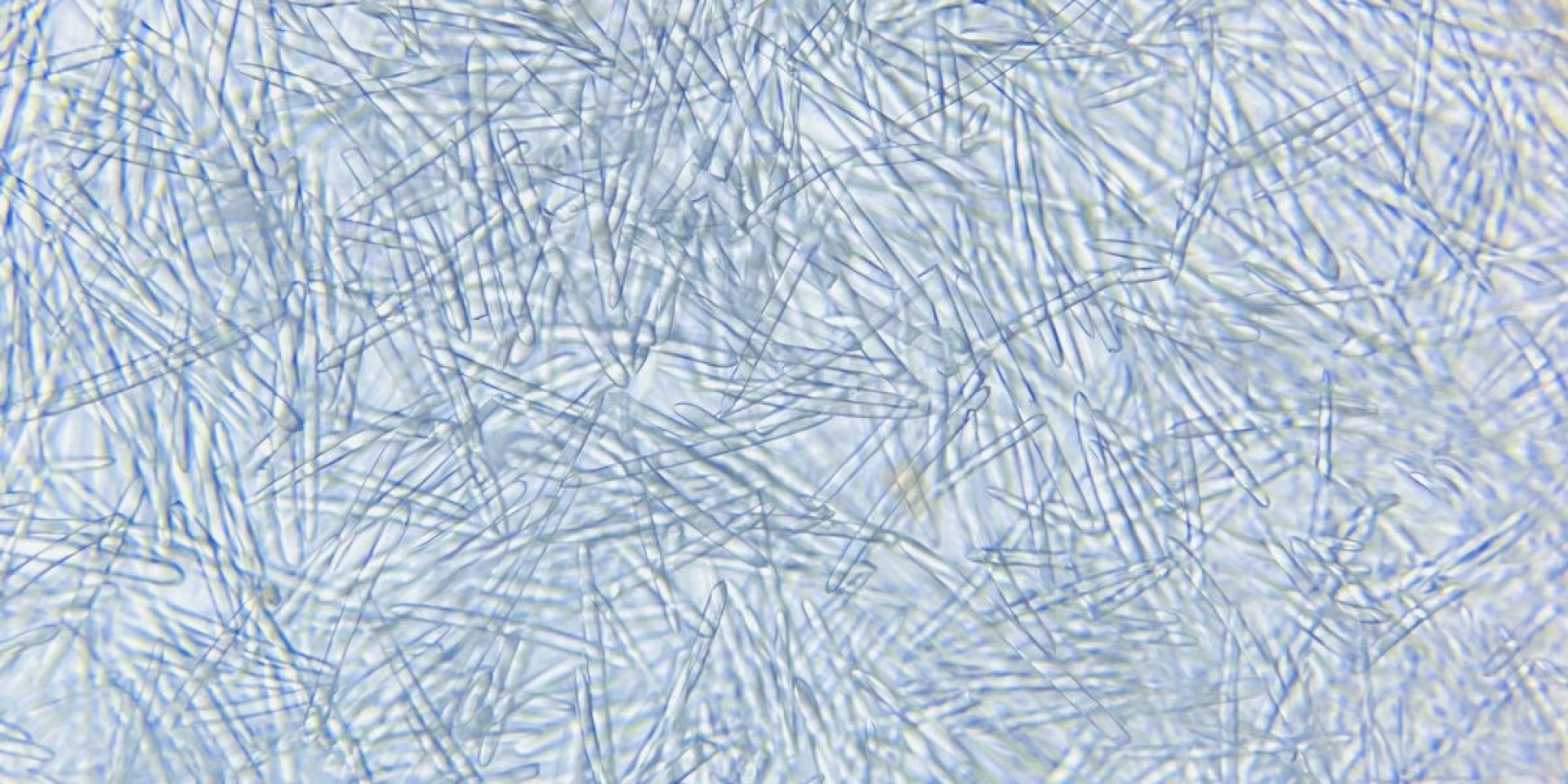 Sponge Spicules Hydrolyzed Sponge Spicule Powder Spongilla Spicules Bio microneedles